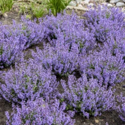 'Cat's Pajamas' Catmint -Flowers Sales Store 007a41431a16418c80d39db60b946bc7