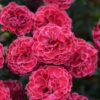 Fruit Punch® 'Raspberry Ruffles' Dianthus -Flowers Sales Store 01428a1bfc445e9edf4f1d36954bbc18