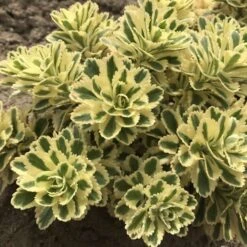 'Atlantis' Stonecrop -Flowers Sales Store 074d3ed772fe925ab043a076e3d349e4