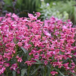 Bejeweled™ 'Pink Pearls' Beardtongue -Flowers Sales Store 0e2413cbec9dcc8d3eb31a185b43e2b6