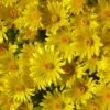 'Gold Nugget' Ice Plant -Flowers Sales Store 115 1057 popup sw