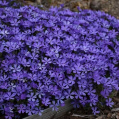 'Violet Pinwheels' Creeping Phlox -Flowers Sales Store 116ee91bcb827ca51607a57f7cd9bae9