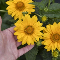 Tuscan Gold™ False Sunflower -Flowers Sales Store 11b3c7bafa35c699d5a58be11810103a