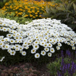 Amazing Daisies® Daisy May® Shasta Daisy -Flowers Sales Store 12883ffa5c75e1431e04bdeb6e5df944 1