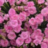 Fruit Punch® 'Sweetie Pie' Dianthus 2 Fruit Punch® 'Sweetie Pie' Dianthus -Flowers Sales Store 149058acc30dc0923b274b0fd357ffbd