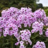 Luminary™ 'Opalescence' Phlox -Flowers Sales Store 1887c8fe50c69809751e3627af0a96ed
