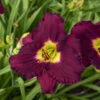 Rainbow Rhythm® 'Nosferatu' Daylily -Flowers Sales Store 190fe7db984073368be5d3c3c9a9b7f3