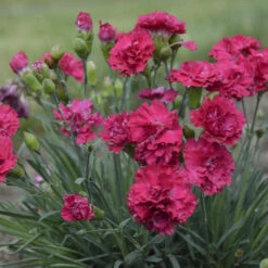 Fruit Punch® 'Cranberry Cocktail' Dianthus 8 Fruit Punch® 'Cranberry Cocktail' Dianthus -Flowers Sales Store 1b2aa4df492aff34235f0783b5d20da3