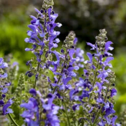 Living Large™ Big Sky Salvia -Flowers Sales Store 1d57ccc8c8b97238f0b12807d303e1b8