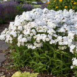 'Opening Act White' Hybrid Phlox -Flowers Sales Store 2086636338d2bfcc9873fb0b305b67a1