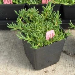Fire Spinner® Ice Plant -Flowers Sales Store 212 1688 popup sw