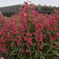 Bejeweled™ 'Rose Rhinestones' Beardtongue -Flowers Sales Store 227120f3995c5a1935960b7899f88d8c