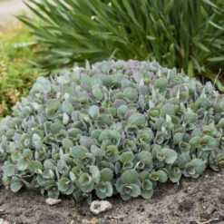 Rock 'N Round™ 'Popstar' Stonecrop -Flowers Sales Store 227f54d52c5ff9d8c85dac352f099660