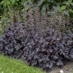 Primo® 'Black Pearl' Coral Bells -Flowers Sales Store 234311fe02f8cbe5d77e9596f4626150