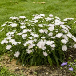 Totally Stoked™ 'Whitecaps' Stoke's Aster