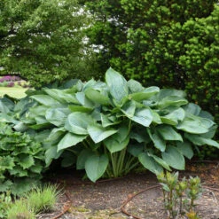 Shadowland® 'Empress Wu' Hosta -Flowers Sales Store 265d8e14c758a02e4d6a055b09c0bb5d