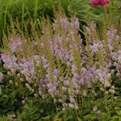 Dwarf Chinese Astilbe 11 Dwarf Chinese Astilbe -Flowers Sales Store 26a62b9a14c066620793a6074e344f90