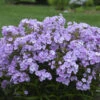 'Opening Act Blush' Hybrid Phlox -Flowers Sales Store 28b1439c8c26a9123460087a2050eb29