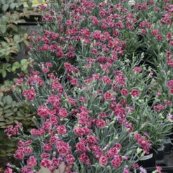 Fruit Punch® 'Black Cherry Frost' Dianthus -Flowers Sales Store 2abdf933c70bf61f7f5db61c2d748d07