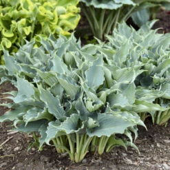 Shadowland® 'Waterslide' Hosta -Flowers Sales Store 2cd4c1b19f8358652dc0f5a422cfcb56