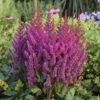 'Visions' Astilbe -Flowers Sales Store 2db35c60f806c1758f52a7d4546ab044