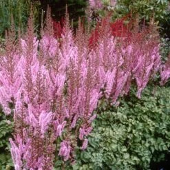 Dwarf Chinese Astilbe 9 Dwarf Chinese Astilbe -Flowers Sales Store 383 1191 popup sw