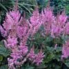 Dwarf Chinese Astilbe -Flowers Sales Store 383 1192 popup sw