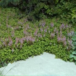 Dwarf Chinese Astilbe 10 Dwarf Chinese Astilbe -Flowers Sales Store 383 1381 popup sw
