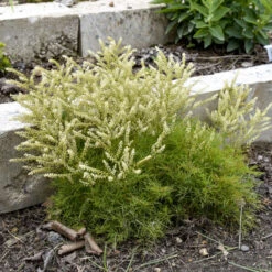 'Fairy Hair' Goatsbeard 7 'Fairy Hair' Goatsbeard -Flowers Sales Store 3843e0be22ede29c121287fd613c0698