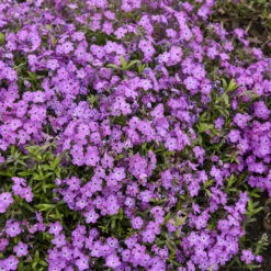 'Rose Sprite' Hybrid Spring Phlox -Flowers Sales Store 39b557cd0d5b705709365772c97fa006