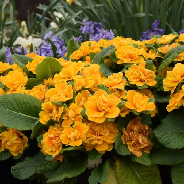 Bouquet Perfect™ 'Mandarin' Primrose 3 Bouquet Perfect™ 'Mandarin' Primrose - Image 2