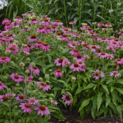 PowWow® Wild Berry Coneflower -Flowers Sales Store 3a653b634590bb1937fe7006ca0421c4