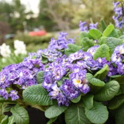 Bouquet Perfect™ 'Blue Ripples' Primrose -Flowers Sales Store 3bd109c86d5e63603cf1d610cc29272b