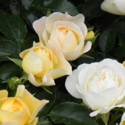 Popcorn Drift® Rose -Flowers Sales Store 4