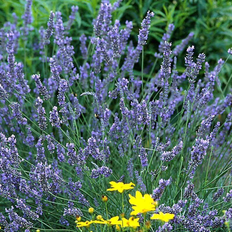 'Grosso' Lavender 3 'Grosso' Lavender