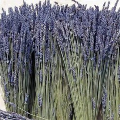 'Grosso' Lavender 13 'Grosso' Lavender -Flowers Sales Store 410 1759 popup sw