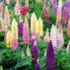 Lupine - Mixed Colors -Flowers Sales Store 413 1190 popup