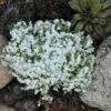'Snowflake' Creeping Phlox -Flowers Sales Store 417 1313 popup sw