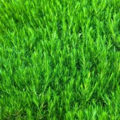 'Snowflake' Creeping Phlox -Flowers Sales Store 417 1315 popup sw