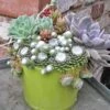 Cobweb Hens & Chicks -Flowers Sales Store 427 1856 popup sw