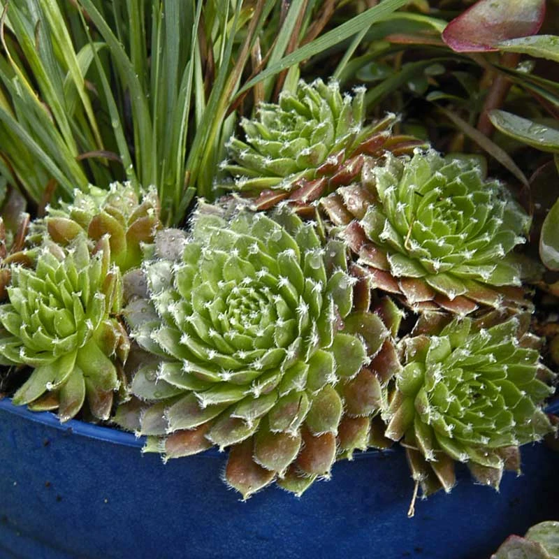 'Jeanne D'Arc' Hens & Chicks 4 'Jeanne D'Arc' Hens & Chicks - Image 2
