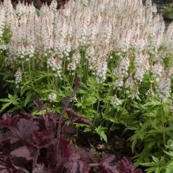 'Sugar & Spice' Foamflower -Flowers Sales Store 42 1475 popup