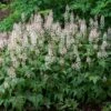 'Sugar & Spice' Foamflower 2 'Sugar & Spice' Foamflower -Flowers Sales Store 42 1477 popup