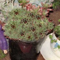 Mrs. Giuseppi Hens & Chicks -Flowers Sales Store 432 1610 popup