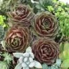 'Rocknoll Rosette' Hens & Chicks 1 'Rocknoll Rosette' Hens & Chicks -Flowers Sales Store 435 1599 popup