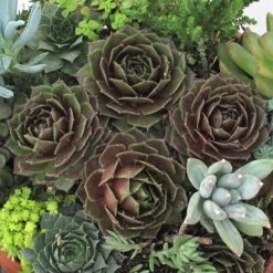 'Rocknoll Rosette' Hens & Chicks -Flowers Sales Store 435 1600 popup