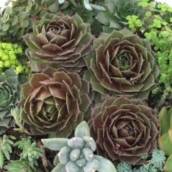 'Rocknoll Rosette' Hens & Chicks -Flowers Sales Store 435 1601 popup