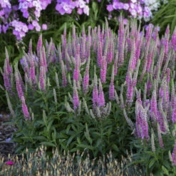 Magic Show® 'Pink Potion' Spike Speedwell -Flowers Sales Store 43a3b7a27fd4e4d1b3b17da66e5c1a78