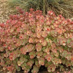 October Daphne Stonecrop -Flowers Sales Store 441 1375 popup sw