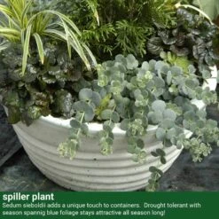 October Daphne Stonecrop -Flowers Sales Store 441 2400 popup sw